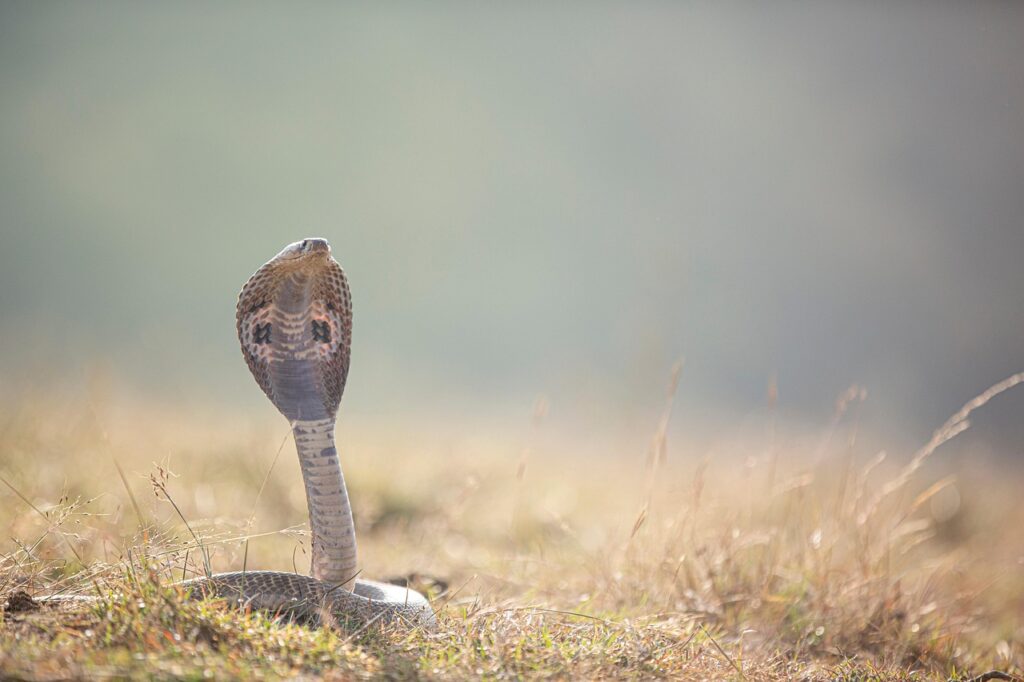 Qué día se cobra el paro cada mes